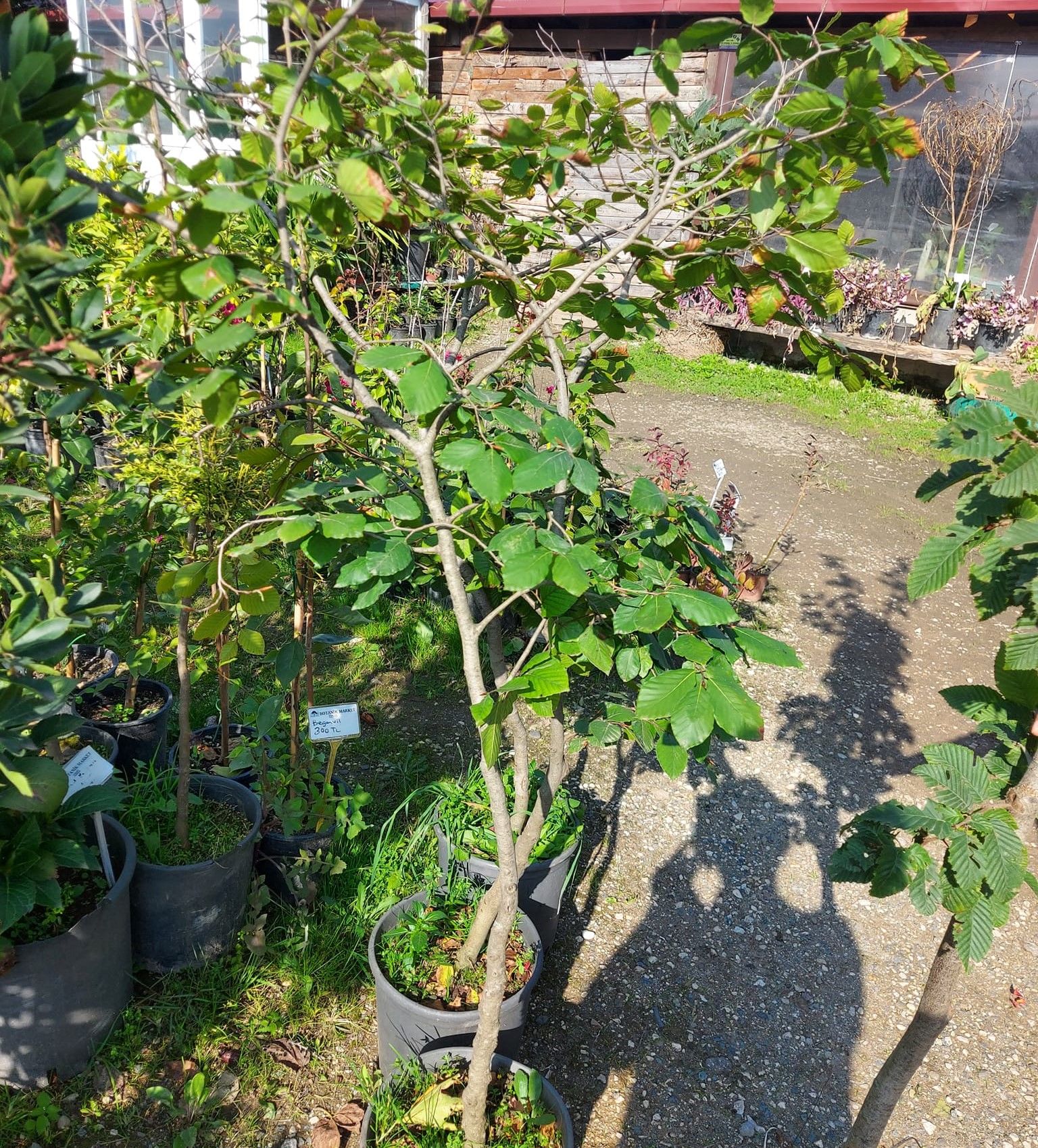 Fagus Sylvatica Kayın Fidanı 8 Yaş-Gövde Çevresi 6-10 cm
