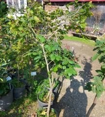 Fagus Sylvatica Kayın Fidanı 8 Yaş-Gövde Çevresi 6-10 cm