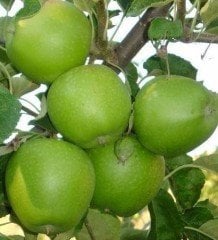 Elma (Granny Smith) Fidanı 150 cm-4 Yaş