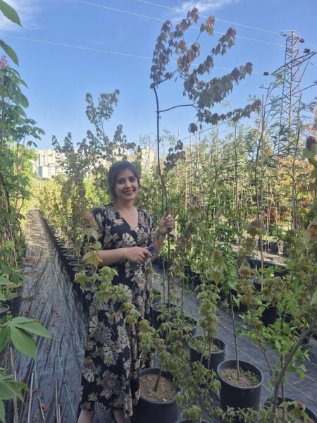 Acer Buergerianum Akçaağaç ( Çin Akçaağacı) 150-200 cm