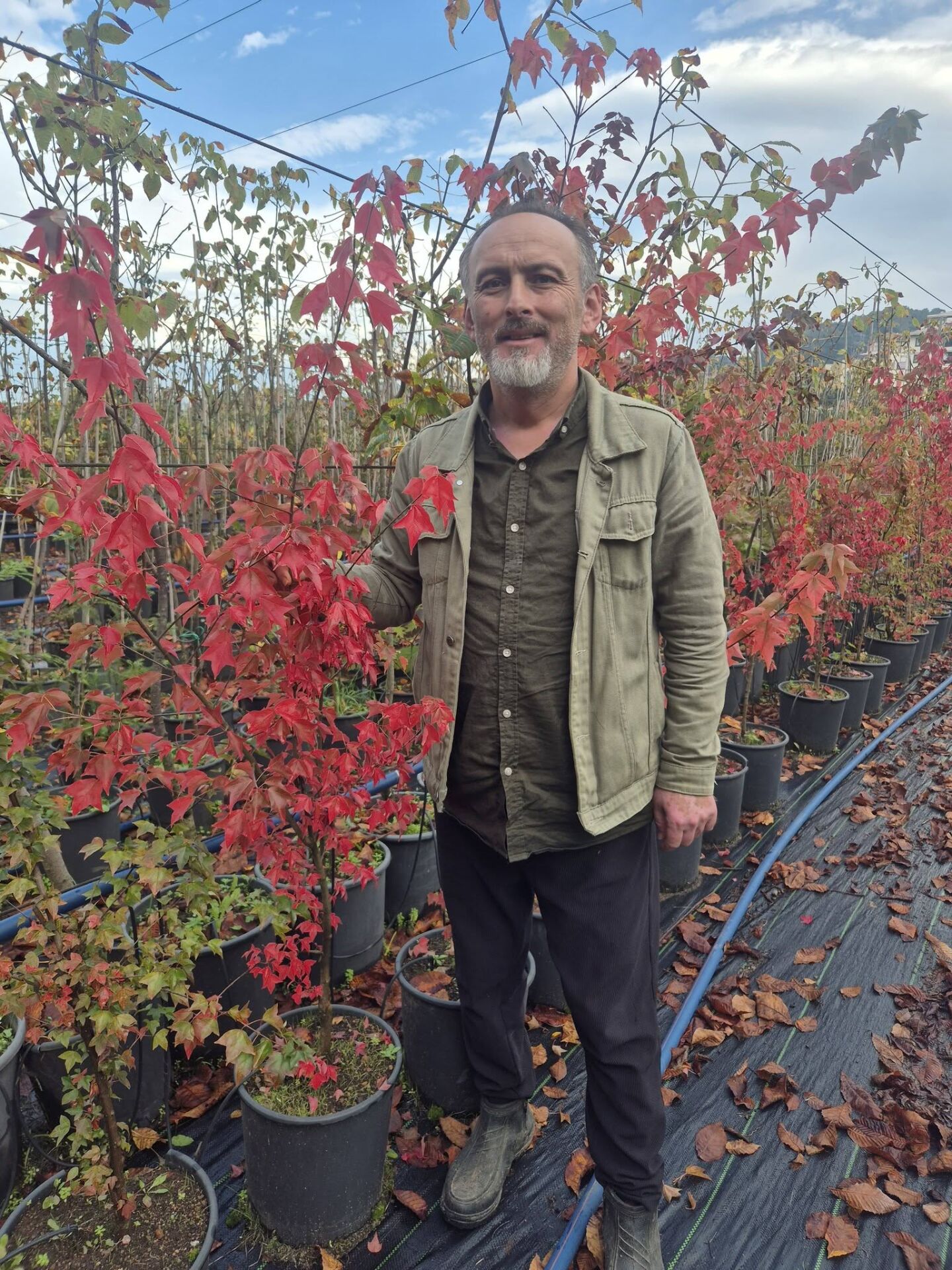 Acer Buergerianum Akçaağaç ( Çin Akçaağacı) 150-200 cm