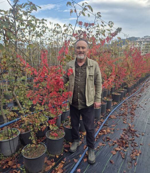 Acer Buergerianum Akçaağaç ( Çin Akçaağacı) 150-200 cm