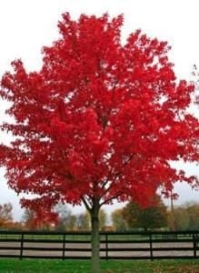 Acer Buergerianum Akçaağaç ( Çin Akçaağacı) 150-200 cm