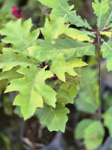 Quercus Robur Saplı Meşe Palamut fidanı