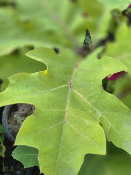 Quercus Robur Saplı Meşe Palamut fidanı