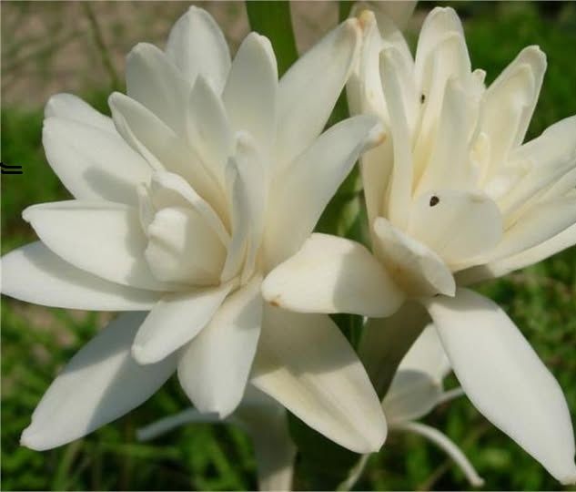 Sümbül teber - Polianthes tuberosa Beyaz-Katlı-Kokulu-1 Adet Canlı Soğan