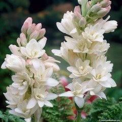 Sümbül teber - Polianthes tuberosa Beyaz-Katlı-Kokulu-1  Canlı Bitki