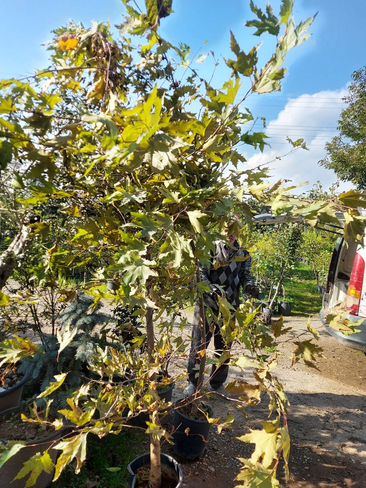 Çınar Fidanı 250-300 cm-Gövde Çevresi 8-14 cm