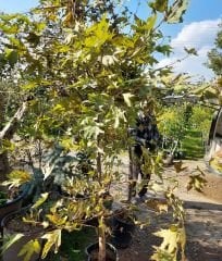 Çınar Fidanı 250-300 cm-Gövde Çevresi 8-14 cm