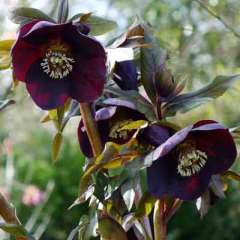 Helleborus orientalis (Lenten Rose) 1Adet Canlı Bitki