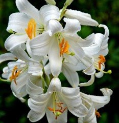 Mis zambak - Lilium Candidum. Yoğun kokulu- Saksıda Canlı Bitki