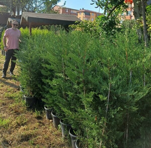 Cupressus Leylandi Fidanı 150 cm Saksılı
