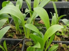Mis zambak - Lilium Candidum. Yoğun kokulu- Saksıda Canlı Bitki