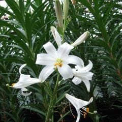 Mis zambak - Lilium Candidum. Yoğun kokulu- Saksıda Canlı Bitki