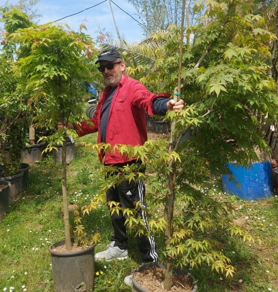 Japon Akçaağacı ( Acer Palmatum-Sango Kaku) 200-230 cm-Gövde Çevresi 12-16 cm
