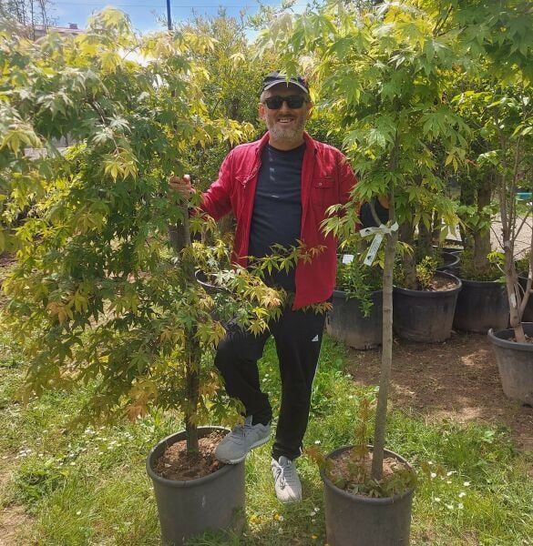 Japon Akçaağacı ( Acer Palmatum-Sango Kaku) 200-230 cm-Gövde Çevresi 12-16 cm