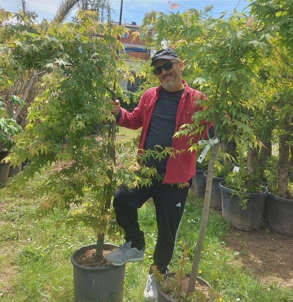Japon Akçaağacı ( Acer Palmatum-Sango Kaku) 200-230 cm-Gövde Çevresi 12-16 cm