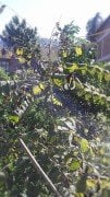 Decaisnea fargesii (Ölü Adamın Parmakları) -2 Yaş