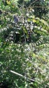 Decaisnea fargesii (Ölü Adamın Parmakları) -2 Yaş