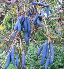 Decaisnea fargesii (Ölü Adamın Parmakları) -2 Yaş