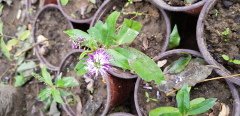 Hebe Speciosa Fidanı