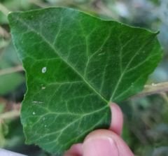 Kalp Yapraklı Vantuzlu Orman Sarmaşığı Hedera Helix Teardrop, 100 cm