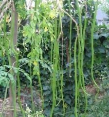 Moringa Oleifera Fidanı 40-0 cm