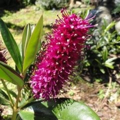 Hebe Speciosa Fidanı