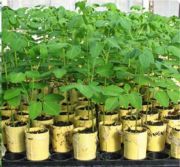 Moringa Oleifera Fidanı 40-0 cm