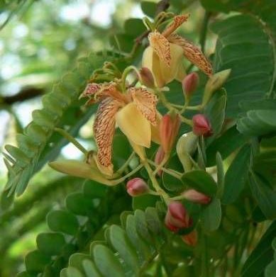 Tamarind (Demirhindi ) Fidanı
