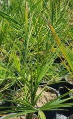 Fenix-Phoenix-Yalancı Hurma Fidanı 40-60 cm