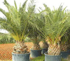 Fenix-Phoenix-Yalancı Hurma Fidanı 40-60 cm