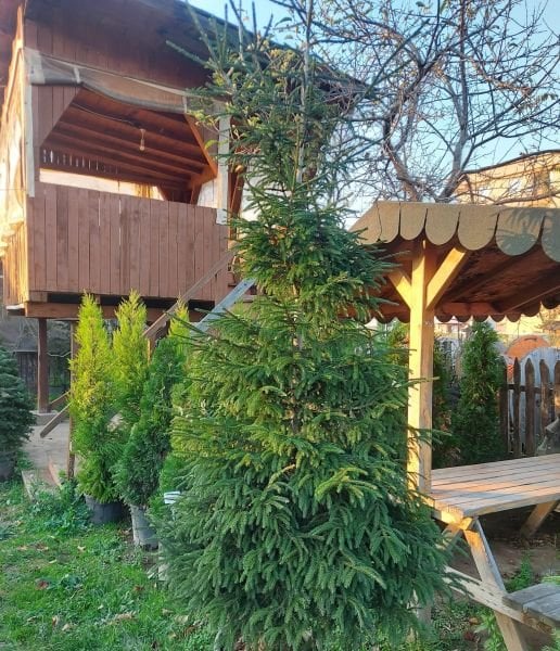 Picea Orientalis (Doğu Ladini) Fidanı İthal- 100-120 cm