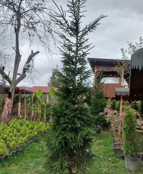 Picea Orientalis (Doğu Ladini) Fidanı İthal- 450.550 cm