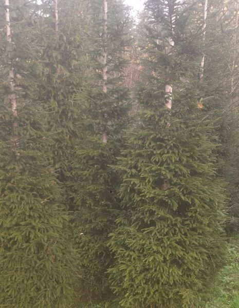 Picea Orientalis (Doğu Ladini) Fidanı İthal- 150 cm
