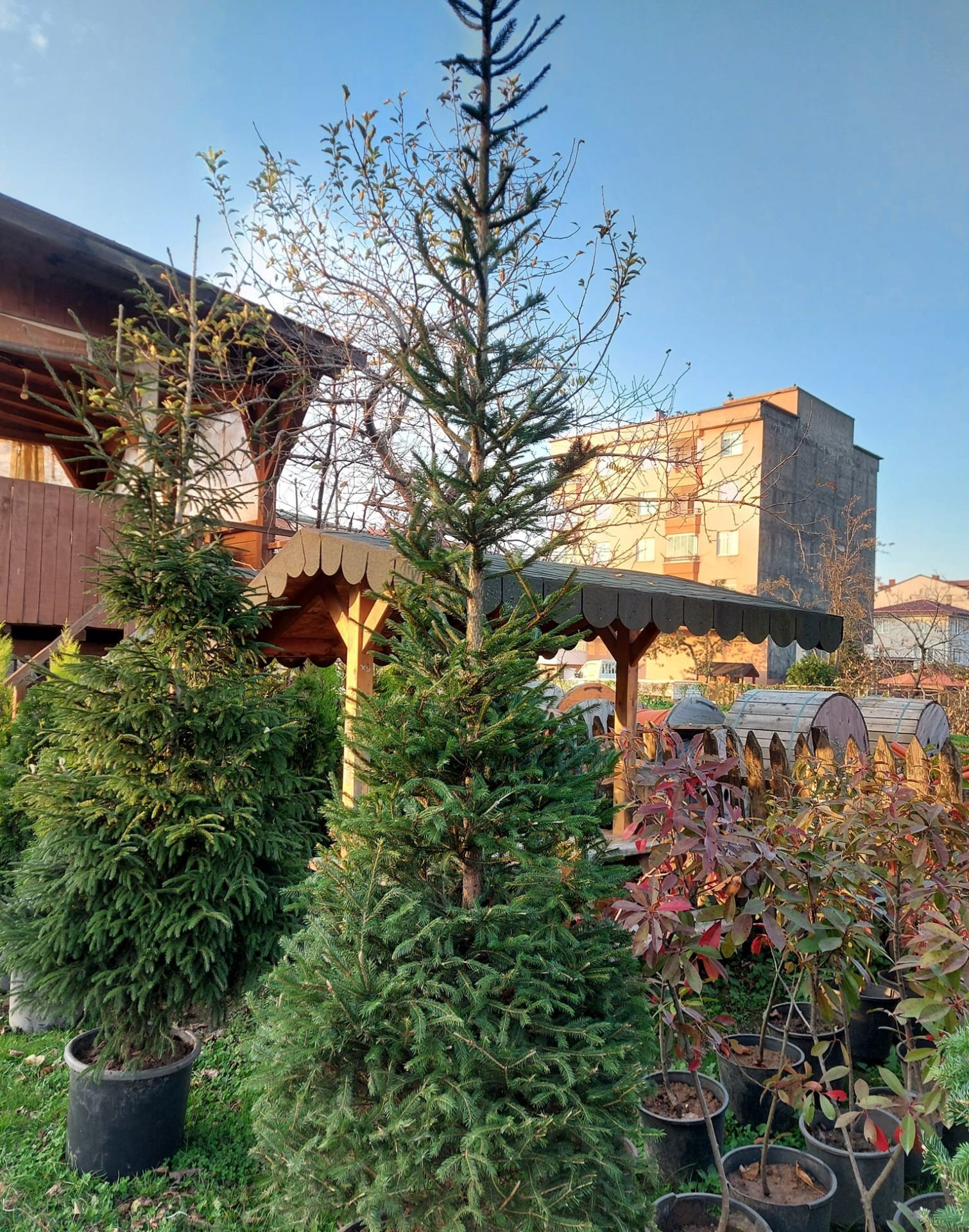 Picea Orientalis (Doğu Ladini) Fidanı İthal- 450.550 cm