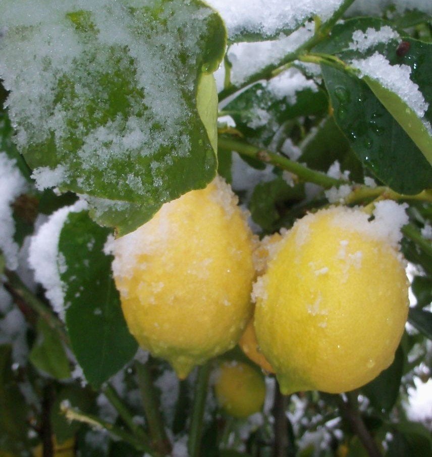 Yediveren Limon Fidanı 3 Yaş 150-180 cm