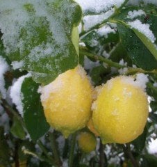 Yediveren Limon Fidanı 3 Yaş 150-180 cm