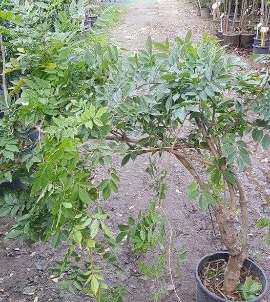 Anaç-Damızlık Mor Salkım Fidanı Boy 250 cm