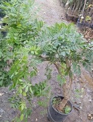 Anaç-Damızlık Mor Salkım Fidanı Boy 250 cm