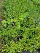 Kış Hanımeli (Çalı Hanımeli) Parfüm Kokulu 50-100 cm