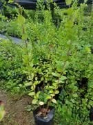 Kış Hanımeli (Çalı Hanımeli) Parfüm Kokulu 50-100 cm