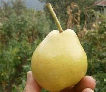 Serende Armut Fidanı (Ordu-Aybastı) 130-150 cm