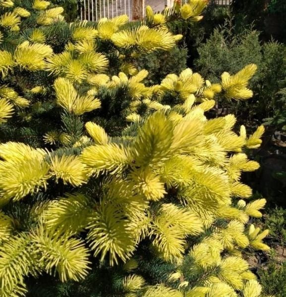 Picea Pungens Maı Gold 20-40 cm-Aşılı