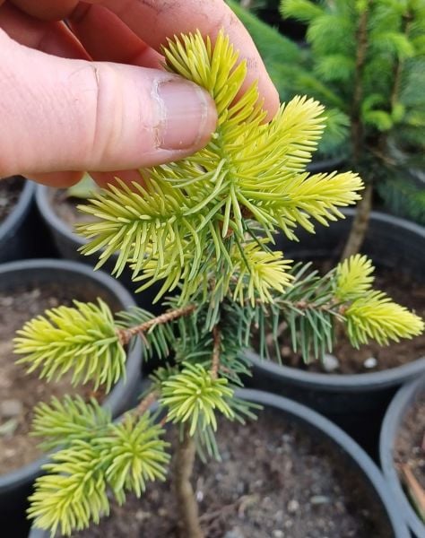 Picea Pungens Maı Gold 20-40 cm-Aşılı