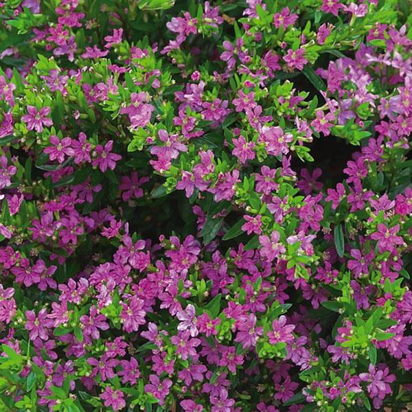 Kufeya (Cuphea Hyssopifolia) Mor Renk