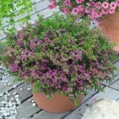 Kufeya (Cuphea Hyssopifolia) Mor Renk