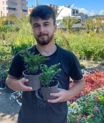 Kufeya (Cuphea Hyssopifolia) Mor Renk