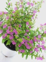 Kufeya (Cuphea Hyssopifolia) Mor Renk