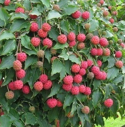 Chınese Dogwood Cornus Kousa Chinensis Samanyolu Kızılcık Ağacı Fidanı 130-200 cm
